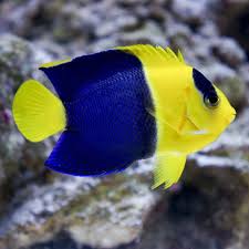 Bicolor Centropig